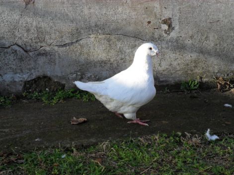 20110115235500_09-csaszar.jpg