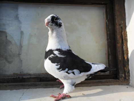 20110115235608_09-dominik.jpg