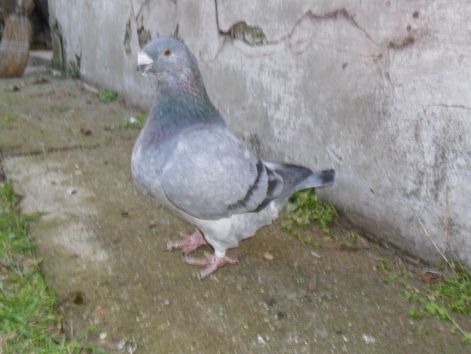 20110115235818_09-matyas.jpg