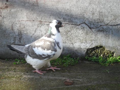 20110116000244_10-bianka..jpg