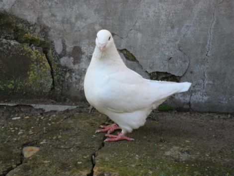20110116000433_10-elvira.jpg