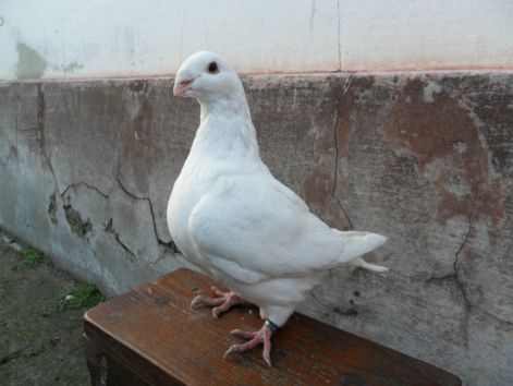 20110116000512_10-gyozo..jpg
