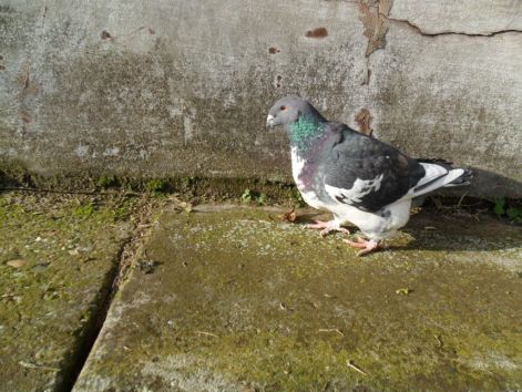 20110116000926_10-lenke.jpg