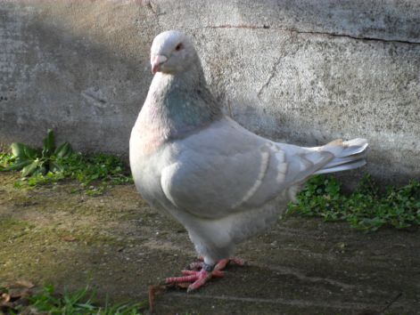 20110116001533_10-sziszi.jpg
