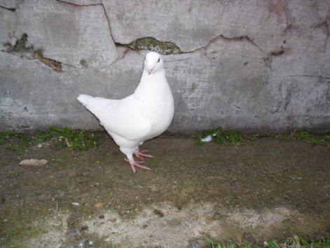 20110116001643_10-terez.jpg