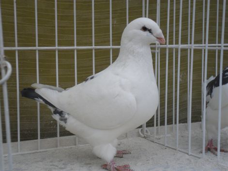 zsuzsa141.jpg